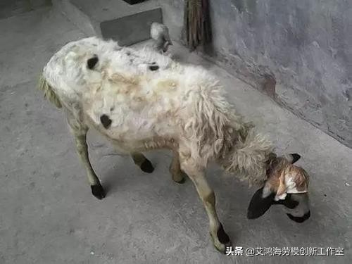 养殖技术养什么羊,狗养殖场怎样预防疾病