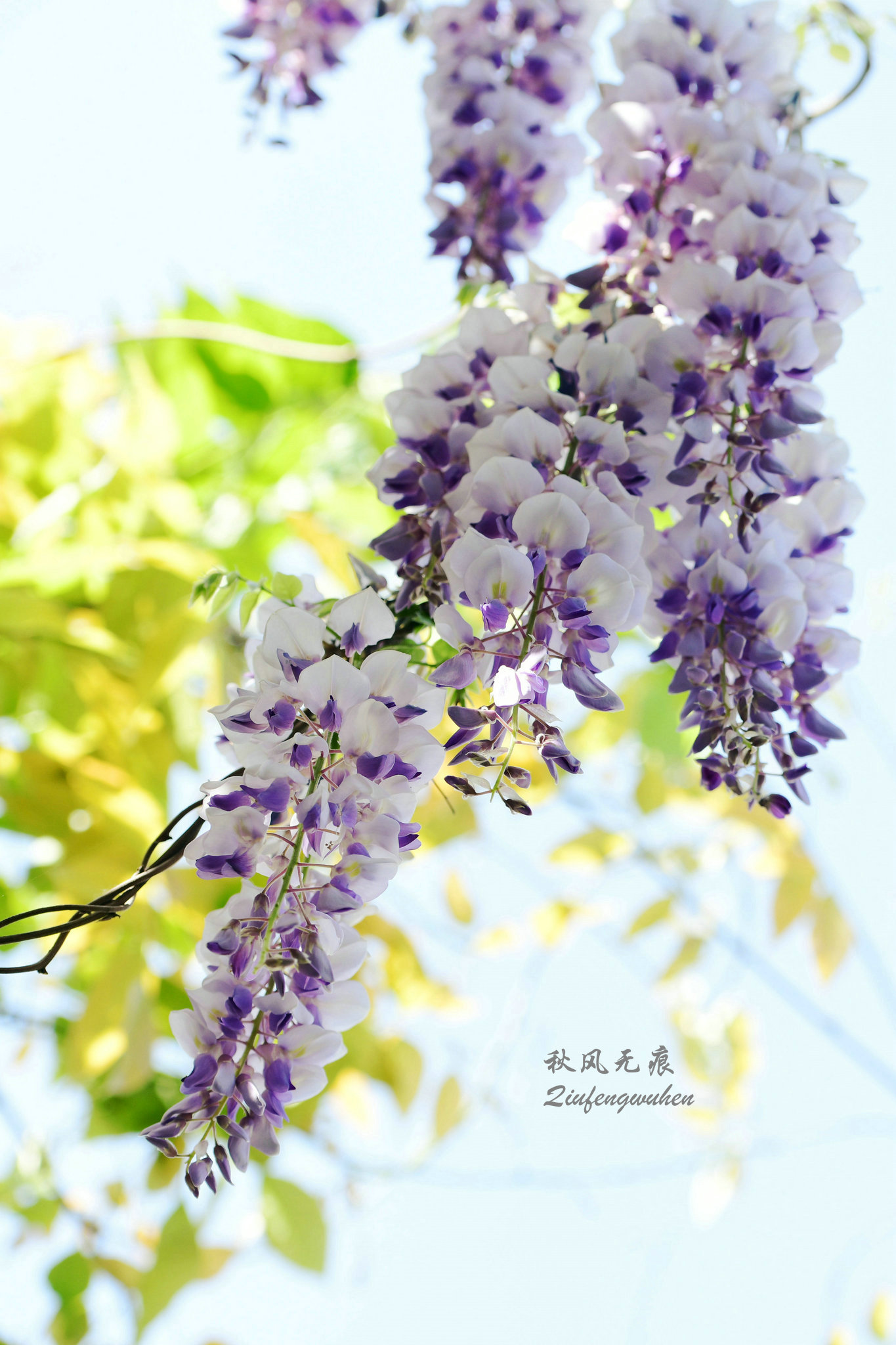 四月的春风西安,四月春风里的樱花