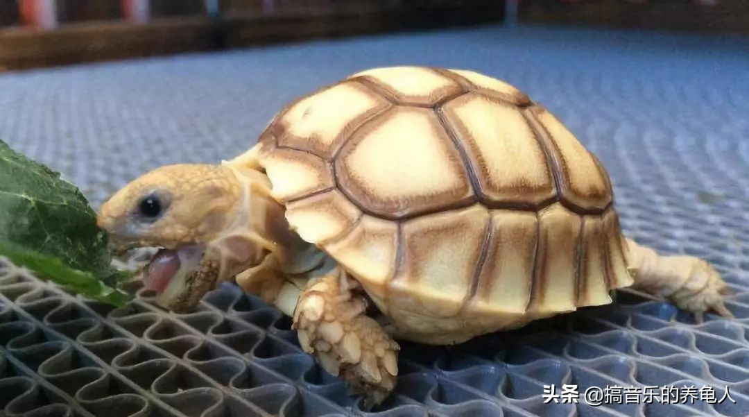 新龟入手注意事项,新手养龟到底该给乌龟倒多少水