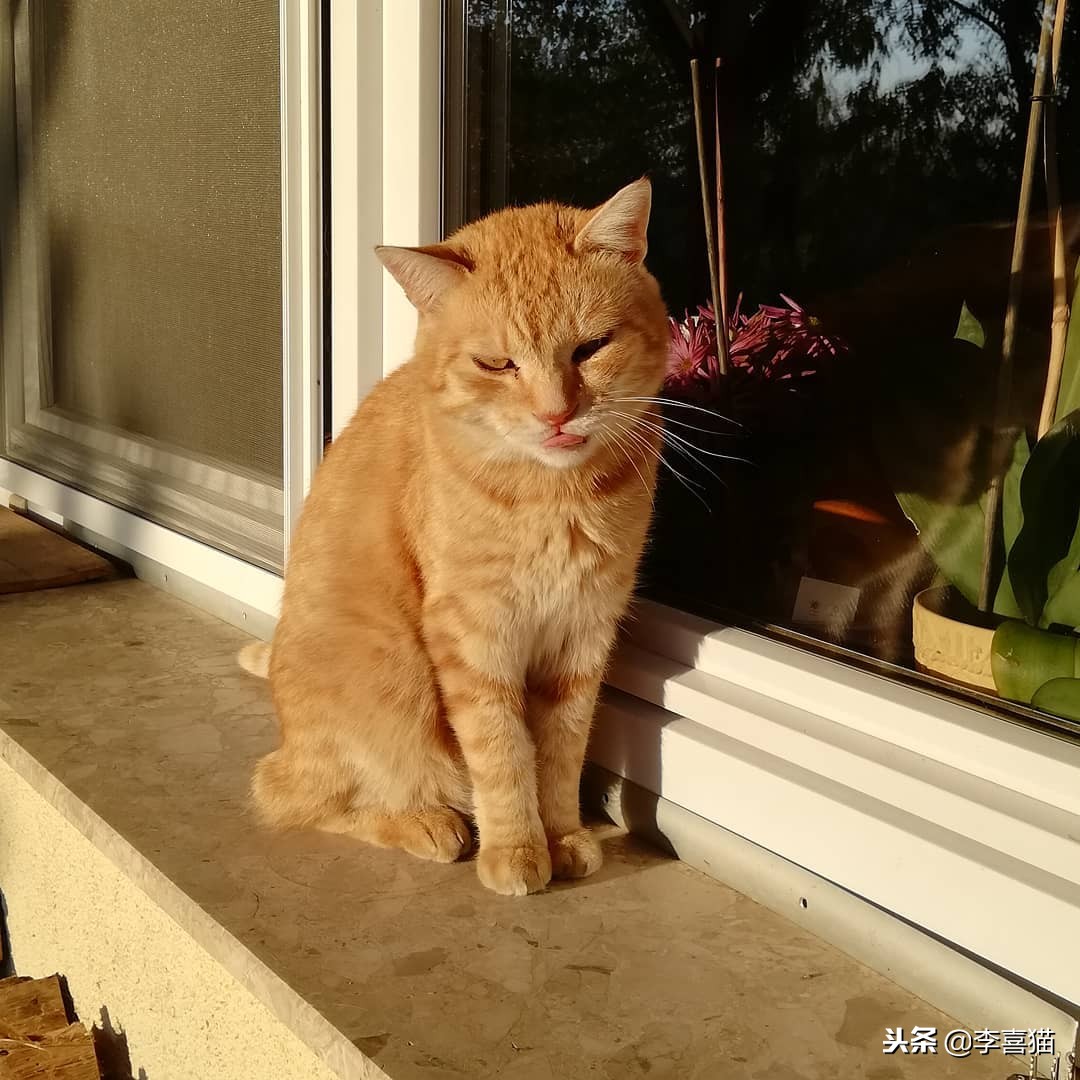 进口猫粮比国产猫粮好吗,进口猫粮和国产猫粮哪个好