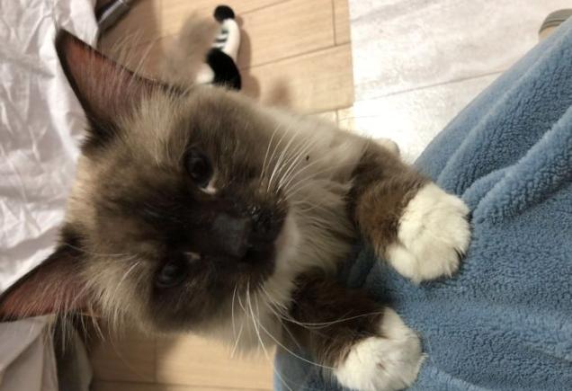 5000元左右的布偶猫怎么样,5000元买布偶猫