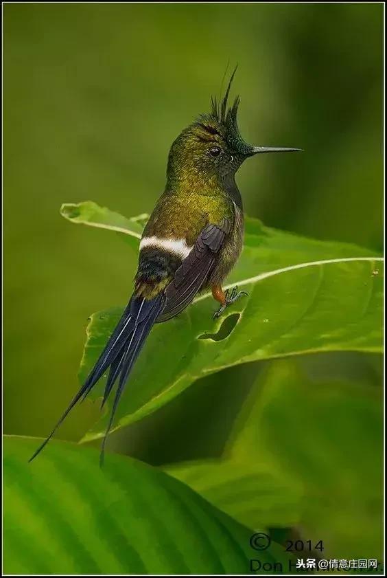 一只会听人话的小鸟,小鸟戴帽子变脸