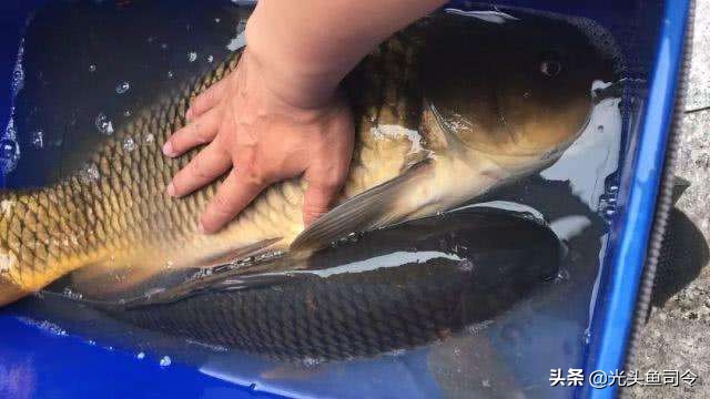 野钓不要总想着用“小药”爆护，小药真的有用吗？不要在交智商税