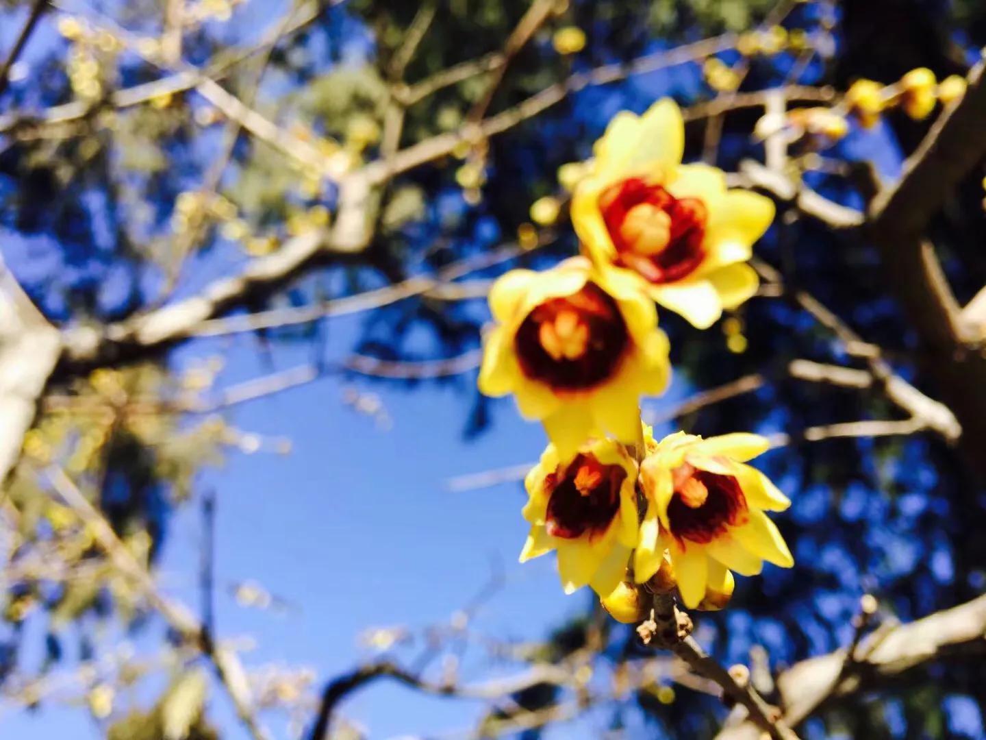 兰花最美的季节是冬季,北方冬季赏兰花