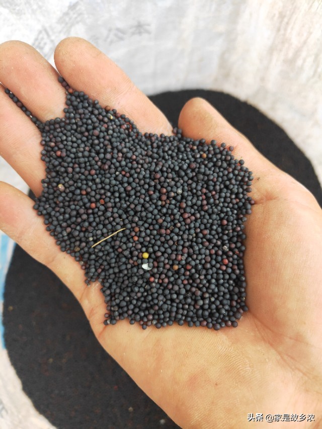 自家压的菜籽油为啥这么多泡沫,为什么自家榨的菜籽油比买的要贵