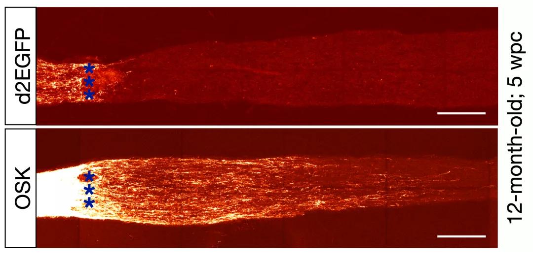 nature封面的启发,nature封面完整版
