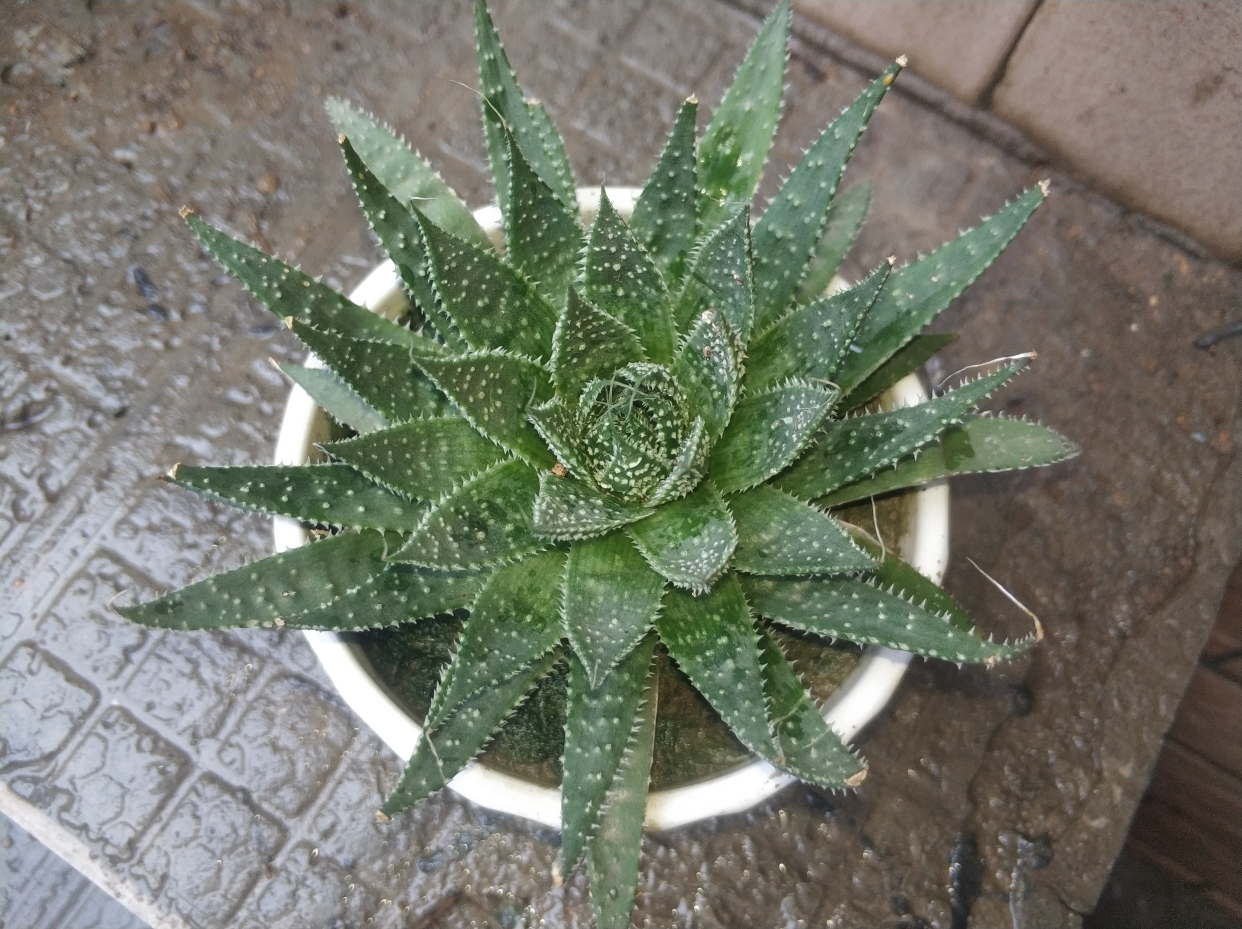 条纹十二卷和十二稿有什么区别,条纹十二卷和点纹十二卷区别