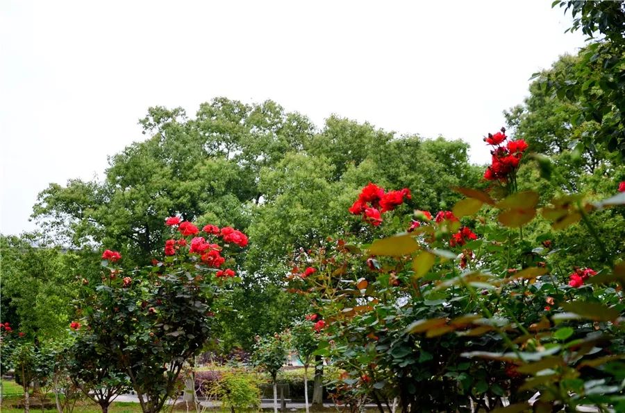 厉害了我的大学!100张图告诉你,有一种青春叫瑶湖高校!