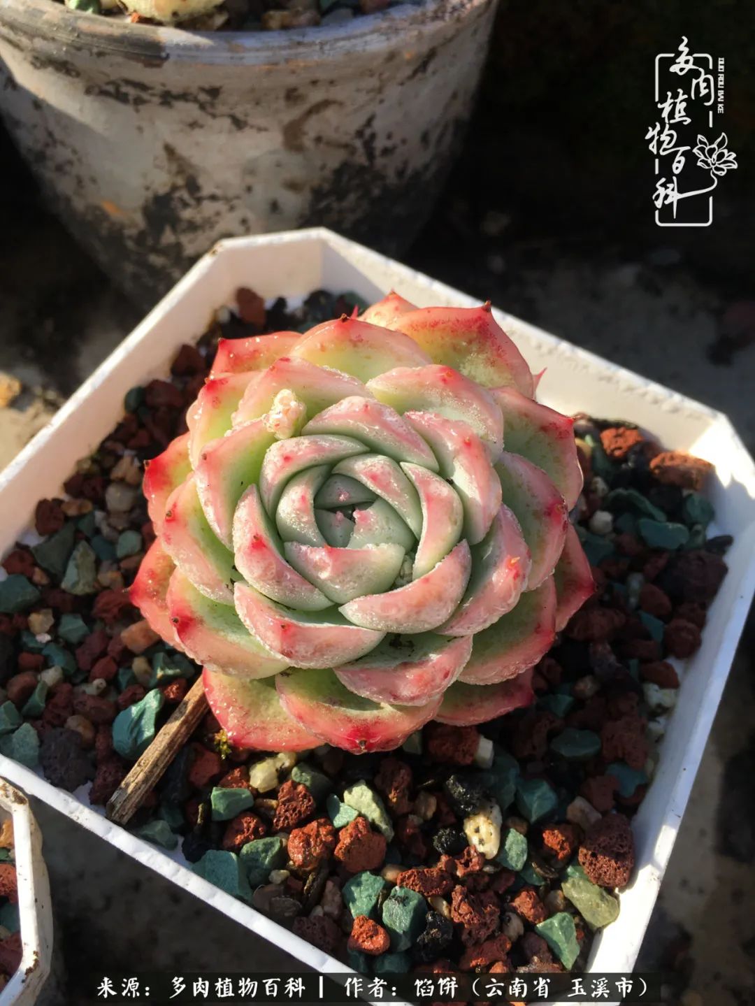 多肉对比图片,多肉对比高清图