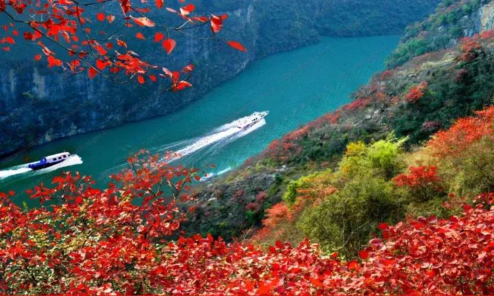 比光雾山还红，比金川彩林还晚，中国顶级的红叶盛宴正当时！