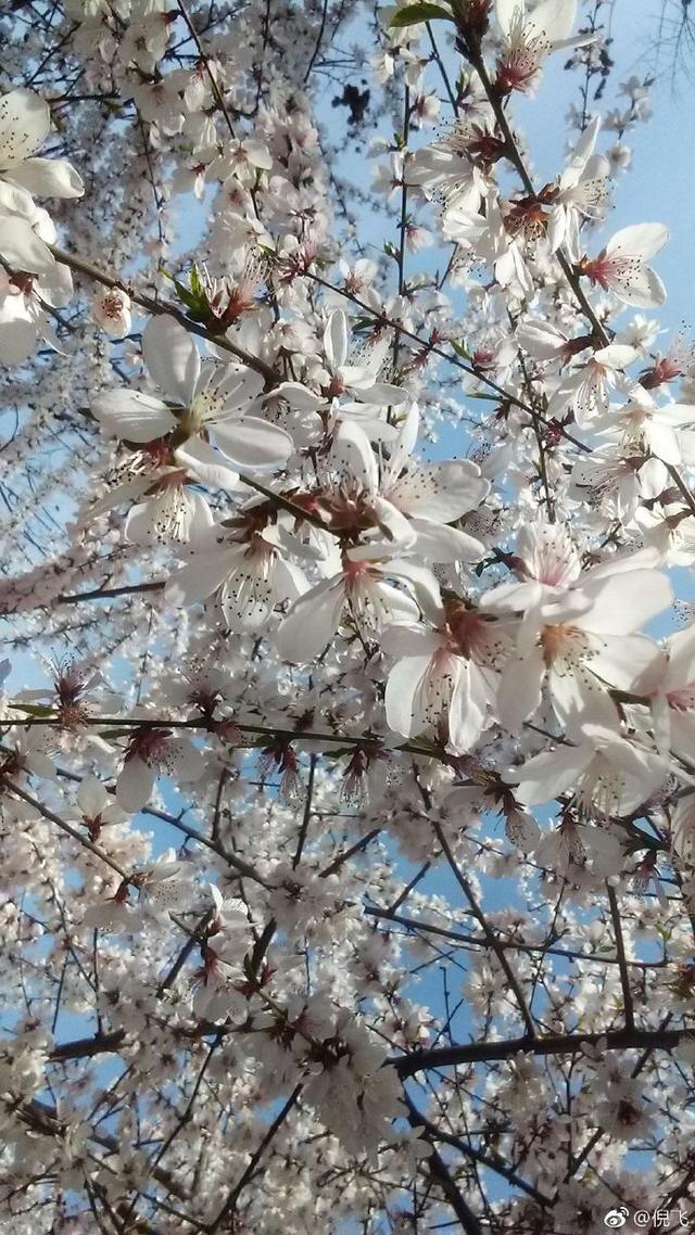 努比亚柔性腕机值得买吗,柔性屏新物种努比亚阿尔法腕机