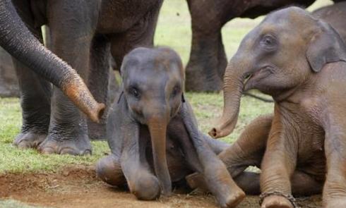 15头大象一路北迁原因,大象迁徙17头为何还剩15头