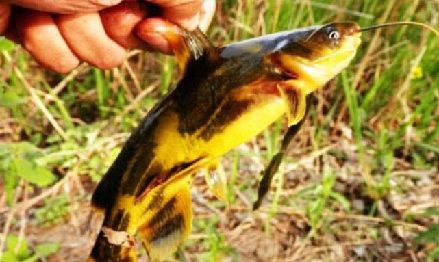 钓鱼人钓的是什么,钓鱼人就是这样收获满满