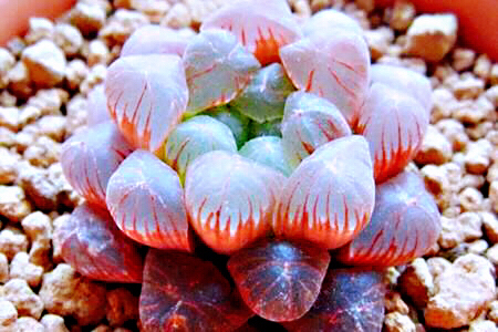 冰灯玉露多肉,冰灯玉露多肉植物