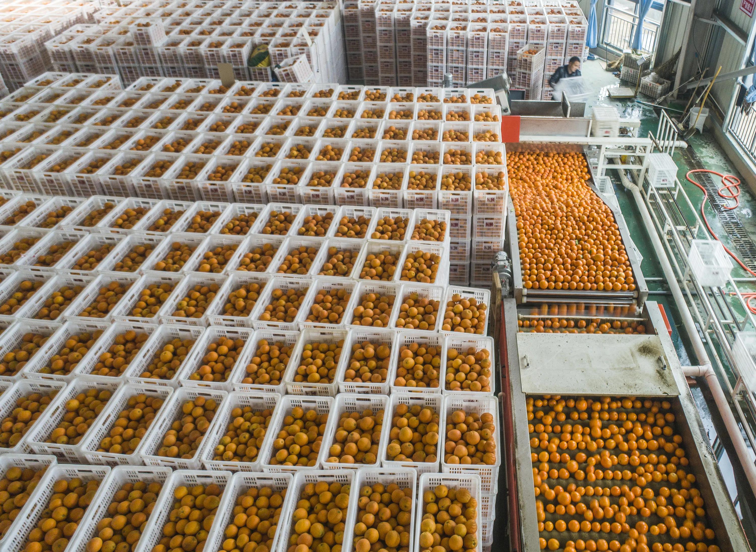秭归县柑橘加工,秭归脐橙分选