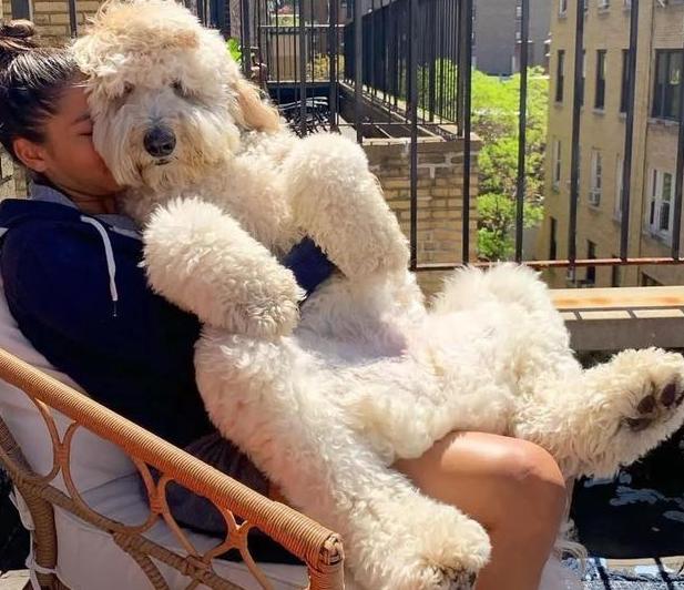 如何给贵宾犬梳理毛发,贵宾犬的毛发护理