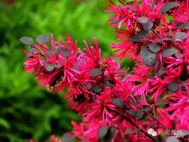 檵木小老桩盆景,檵木盆景图片大全