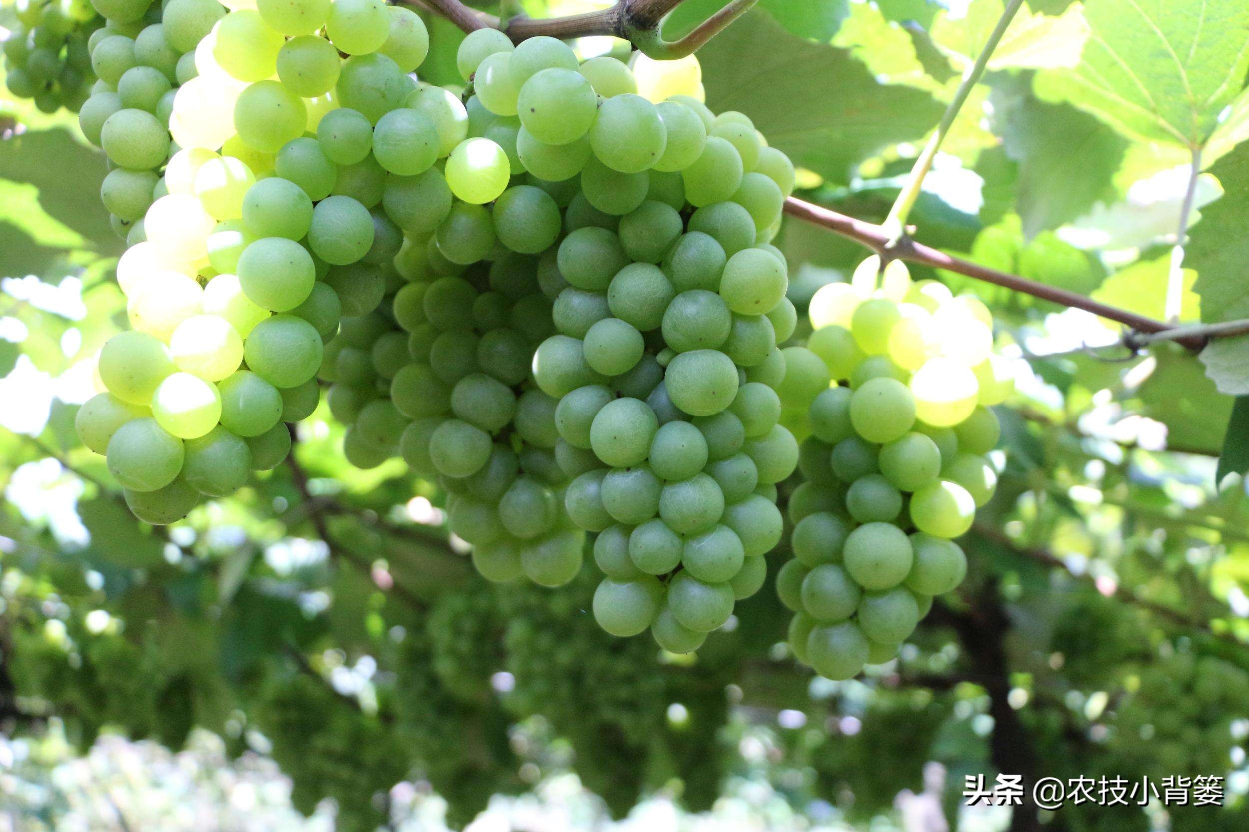 葡萄大小粒严重怎么补救,葡萄大小不均怎么治