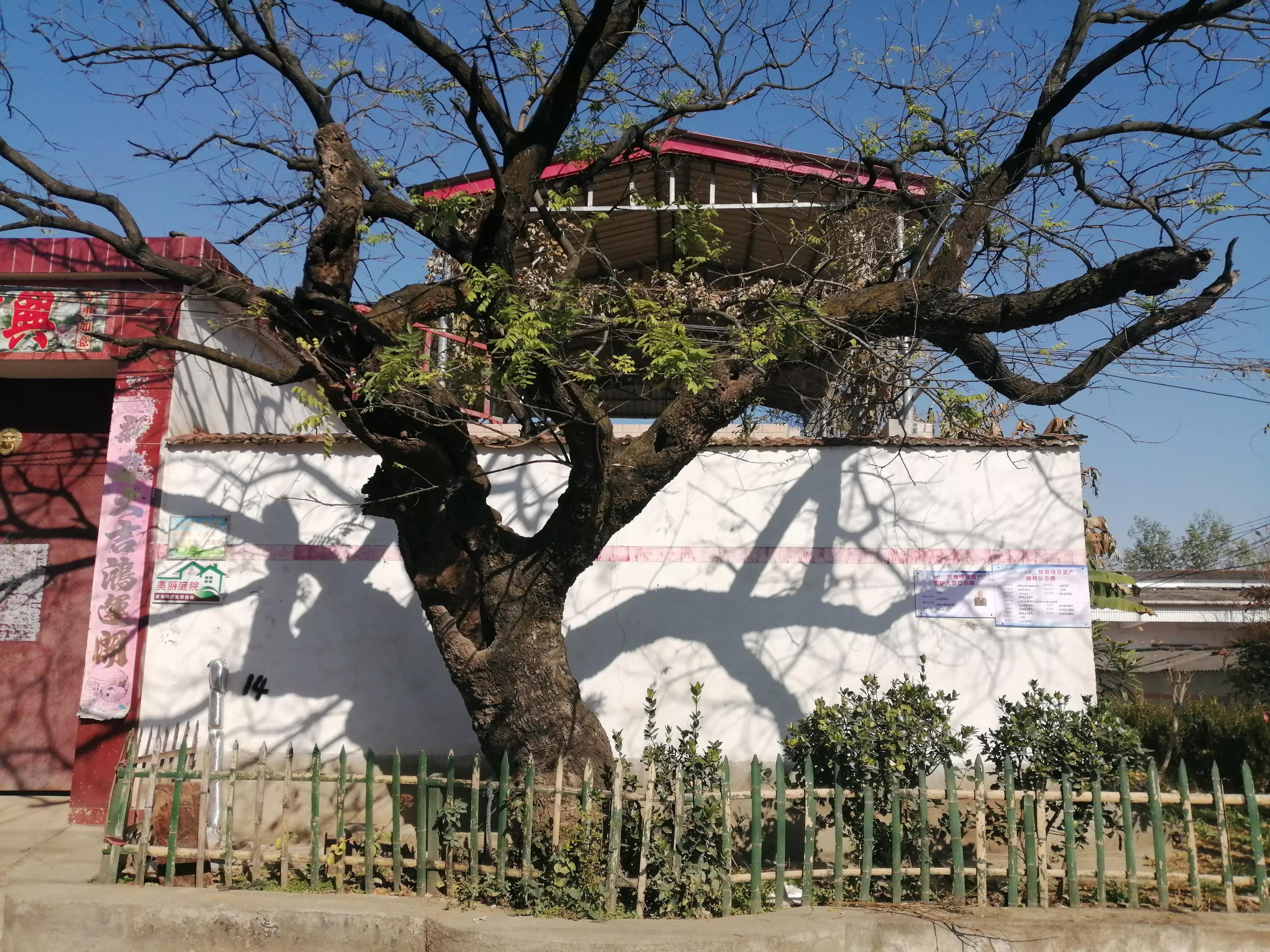 驻马店志愿者行动,驻马店古树保护志愿