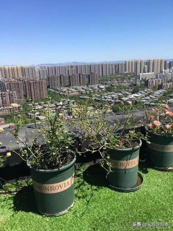 露台打造花海,她用10年改造庭院