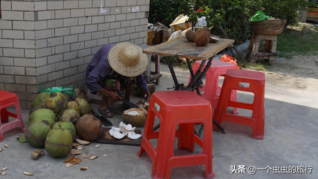 海口东郊椰林,东郊椰林的椰风摇曳