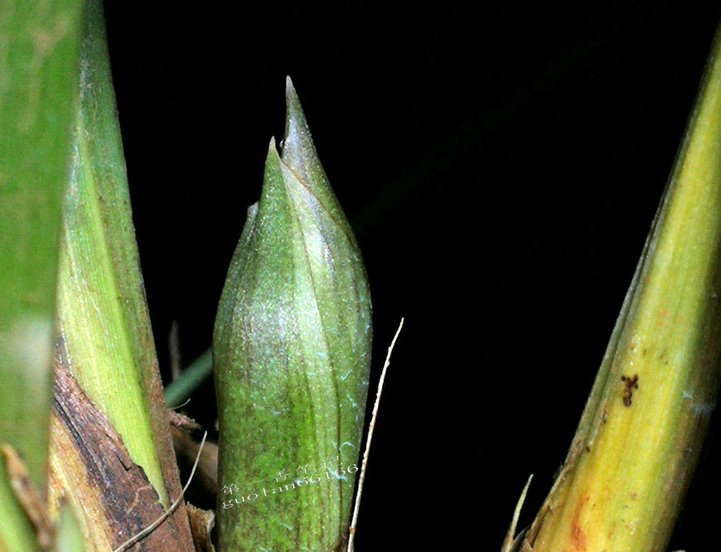 出售兰花50元一枝,兰花定价最佳方法