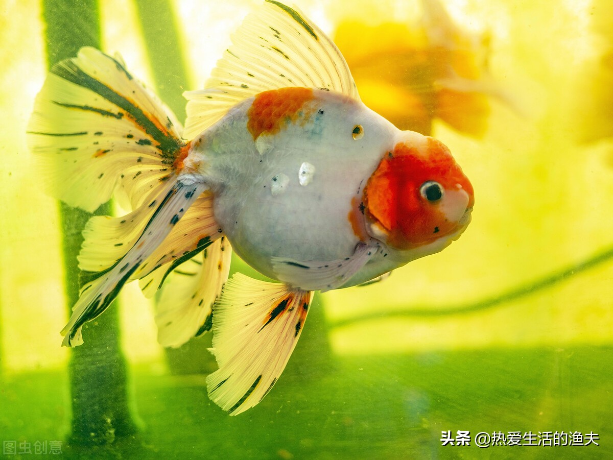 哪种金鱼最皮实好养,哪种金鱼好看又容易养