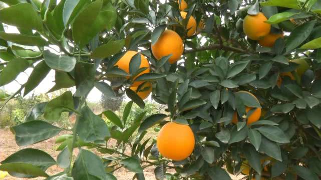 是橘是柚傻傻分不清？一个果子重1斤，1斤卖到30块！棚里种价格再翻一番