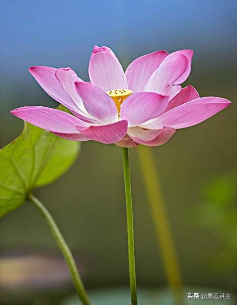 古今贤文劝学篇朗读,古今贤文增广贤文全文解读