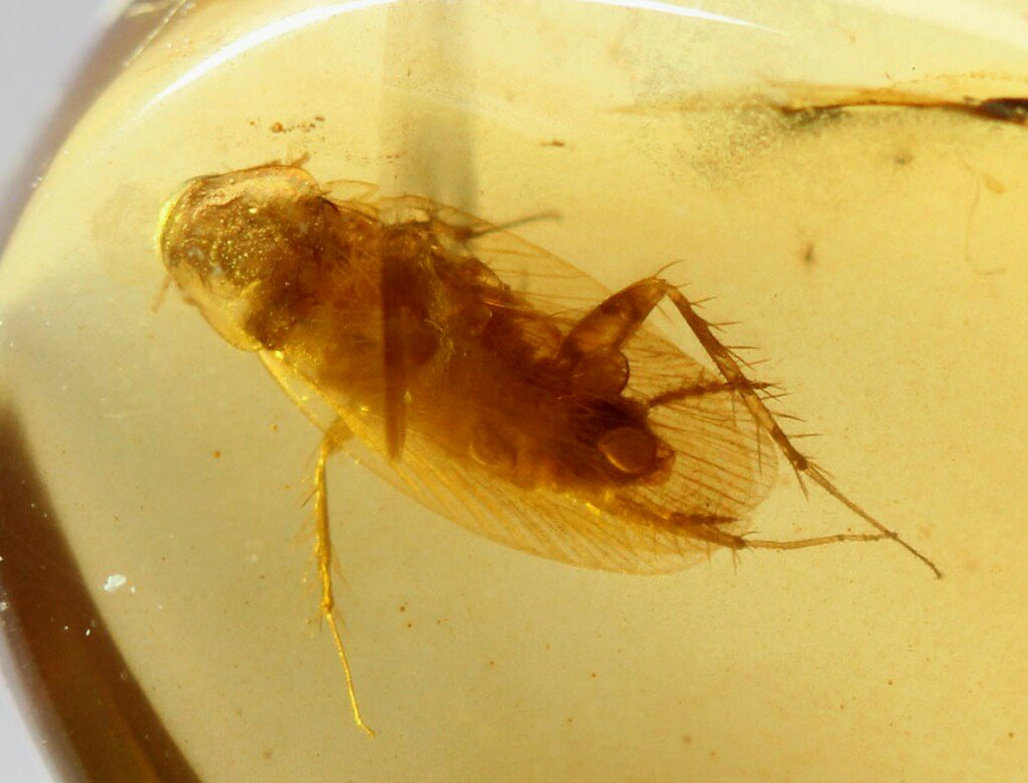 只要发现一只蟑螂家里就有上千只,发现一只蟑螂其实家里就有几十只