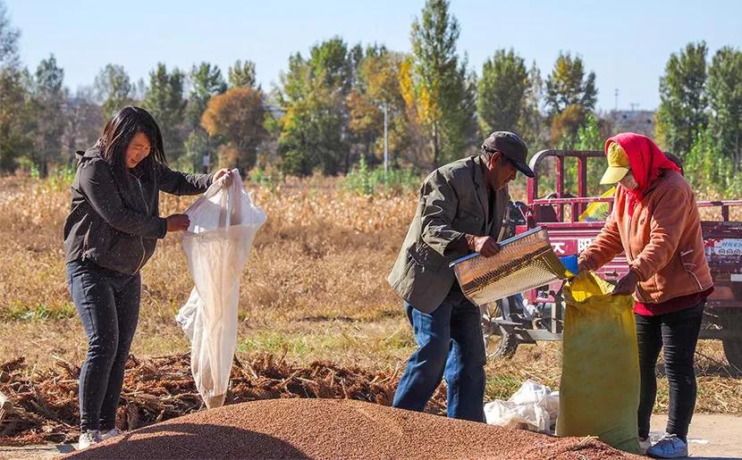 对抗雨季抢收秋粮,雨后秋粮抢收措施