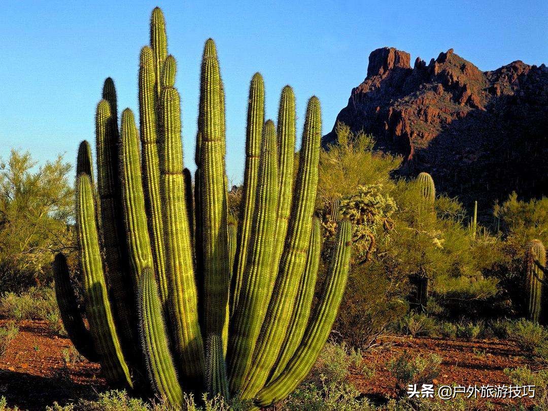 美军单兵野外生存技巧,美军野外生存装备清单