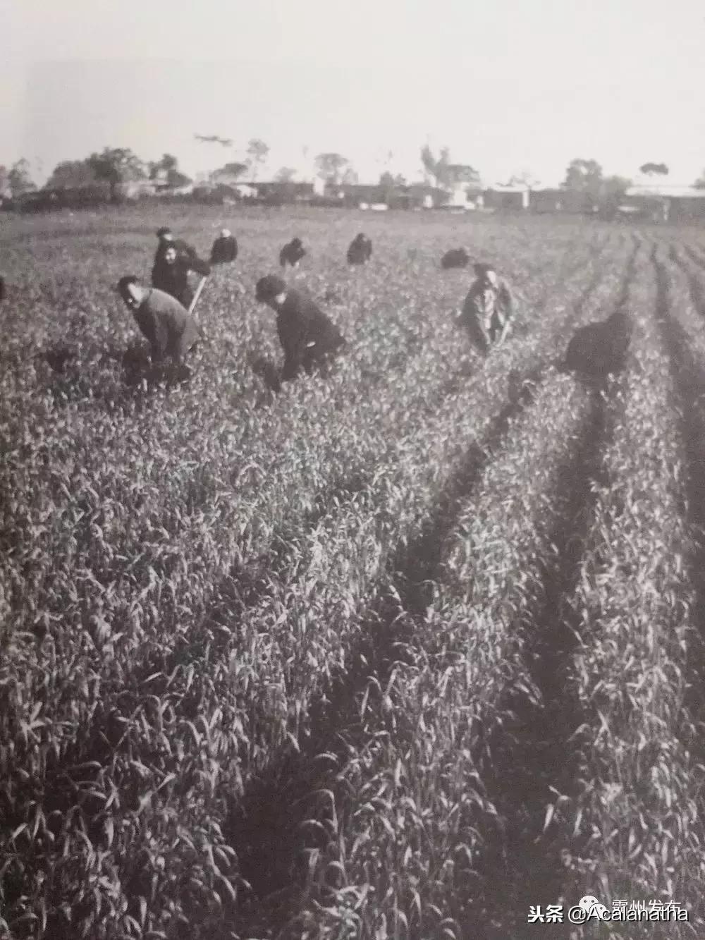 霸州土产公司老照片,霸州老城区图片