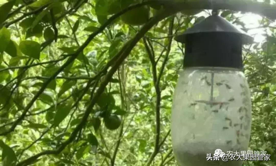 果实蝇危害柑橘的防治方法,果实蝇的危害到几月份