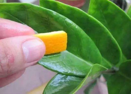 橘子皮怎么当养花肥料用,橘子皮怎么当养花肥料呢