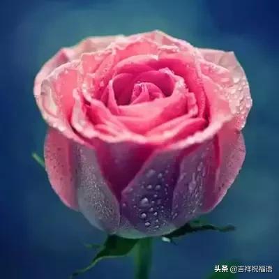 十一朵玫瑰送给好朋友花语,十一朵玫瑰花送给好友