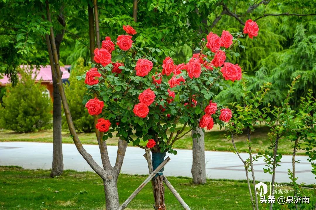 楂樻牎椋庨噰绯诲垪,楂樻牎椋庨噰灞曠ず瑙嗛