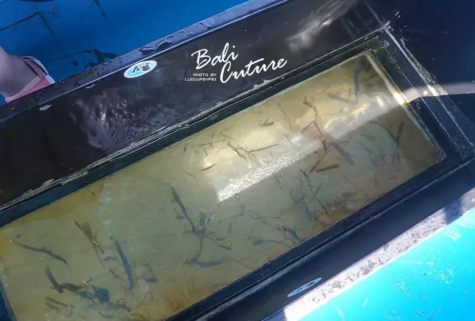 999玩转巴厘究竟嗨不嗨：香遇巴厘，南太平洋的风与海