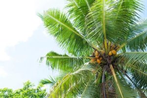 菲律宾最新石油价格走势,菲律宾最新石油价格查询