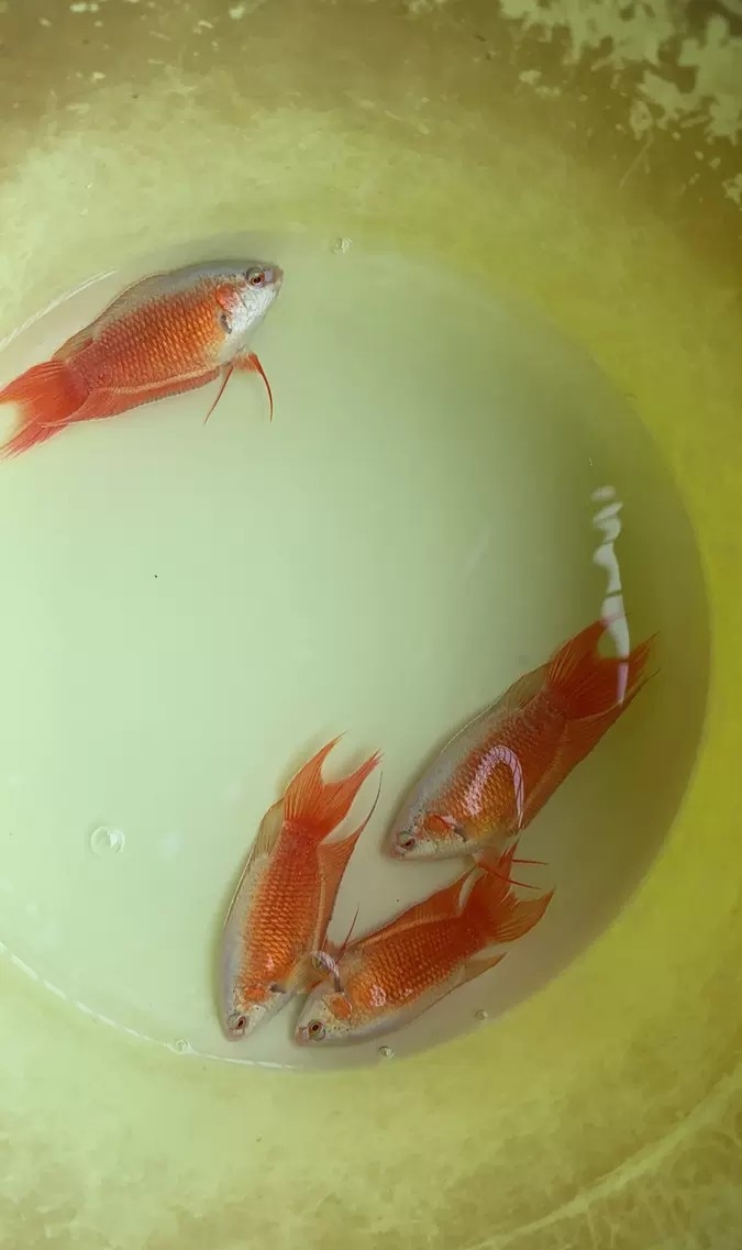 中国斗鱼繁殖带苗技巧,刚出生的时候斗鱼繁殖新手教程