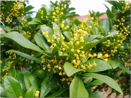 米兰适合在家养殖吗,米兰冬季养殖方法