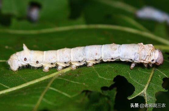 家蚕病了应急处理,怎么样才能让蚕的产量更高