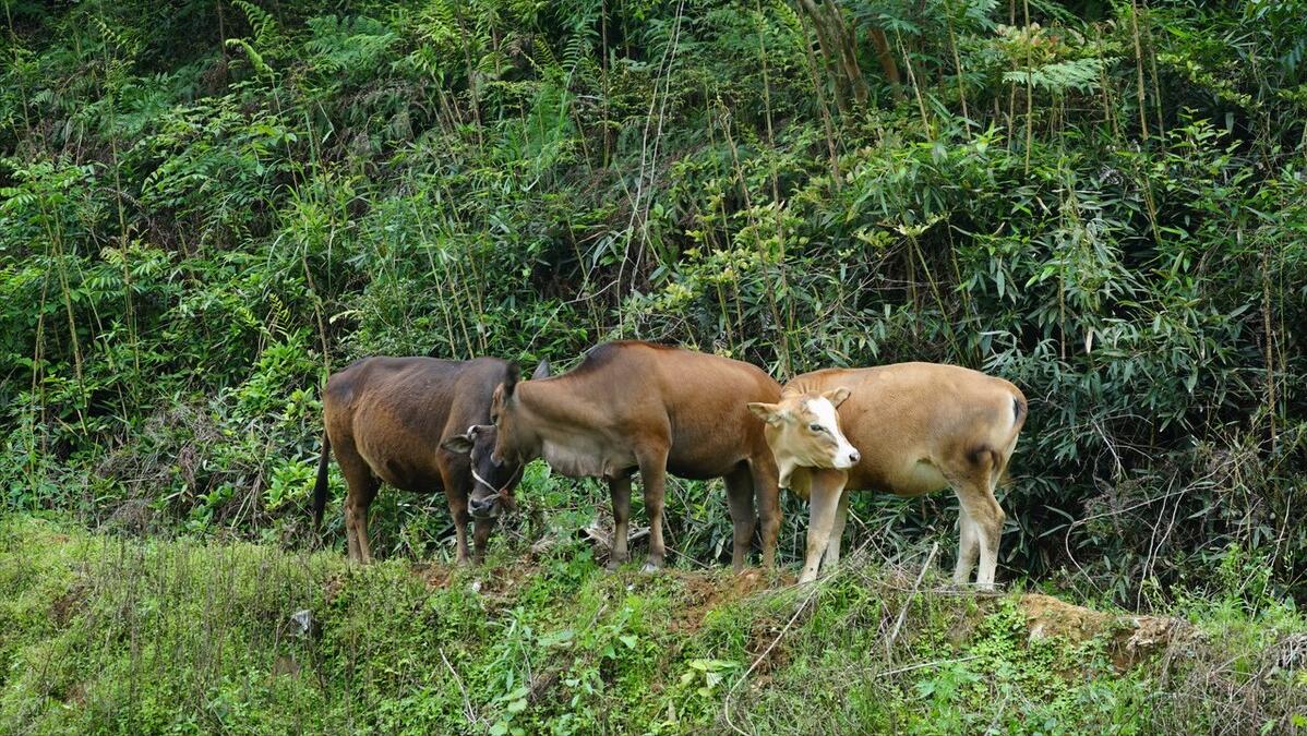 故乡的村庄女生版完整版,故乡的村庄歌曲