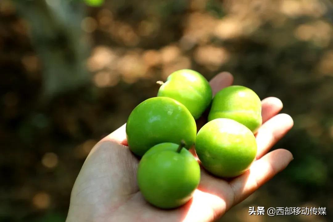 元江凉拌炸洋芋,云南拌水果怎么拌