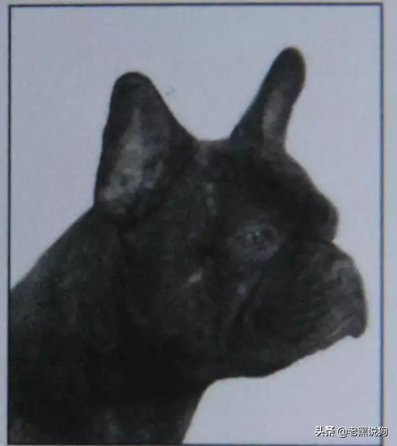 蓝法斗长大后毛色变化,国际认可纯种法斗毛色