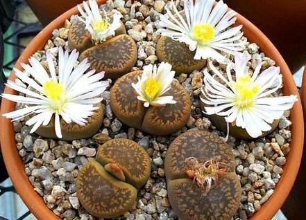 徒长的生石花能养好吗怎么养,养石生花注意事项