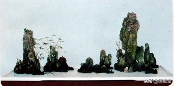 丛林式盆景欣赏,盆景欣赏及制作