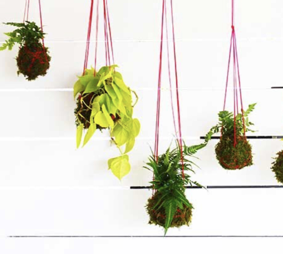 悬挂植物,好看独特的植物装饰