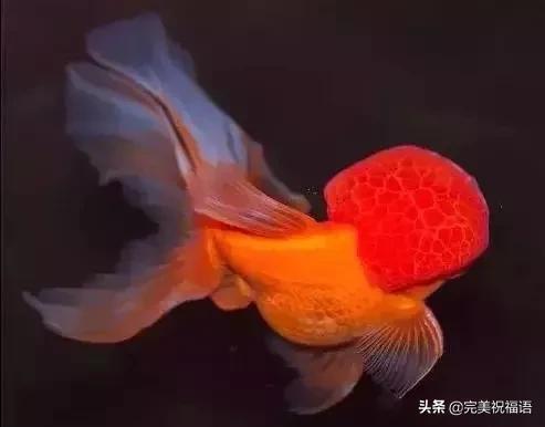 祝大家新年快乐年年有锦鲤,祝大家新年大吉年年有鱼