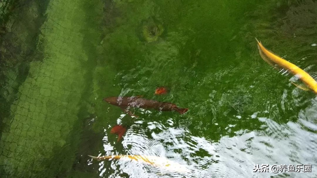 这位土豪家的渔场，光滤材就花了500多万，你确定不要见识一下？